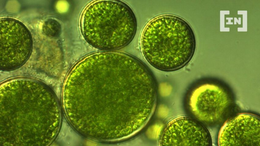 Algaecoin: Token soll Geld für Algenbiomasse-Protein-Farm sammeln