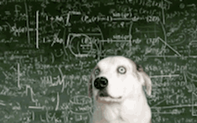 Hund, Formeln, verwirrt 