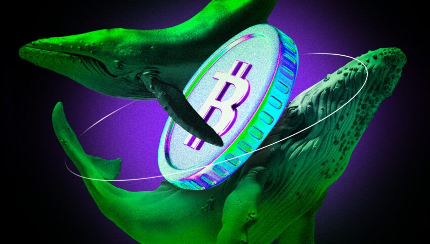 Zahl neuer Bitcoin Wale explodiert über Nacht: Ganze 16 neue Adressen in nur 24 Stunden